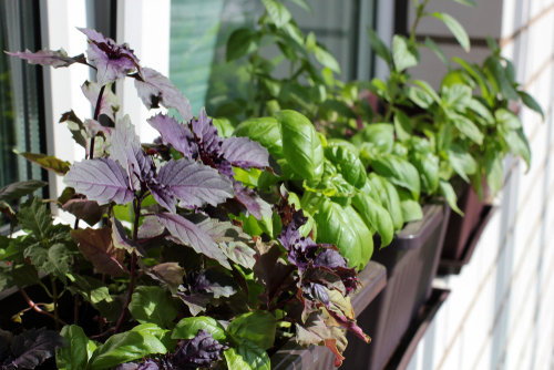 the best plants for a window box - basil, mint and thyme