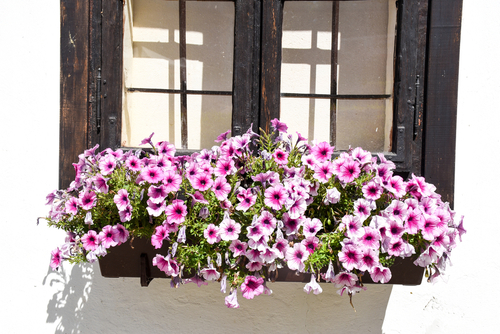 the best plants for a window box petunias