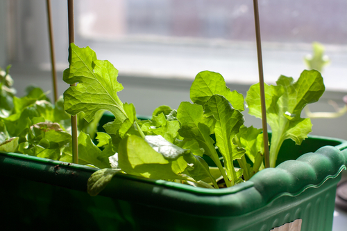 the best plants for a window box - lettuce and salad leaves
