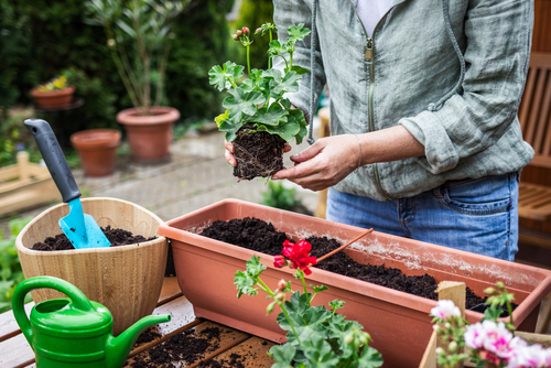 the best plants for a window box how to care for your window box