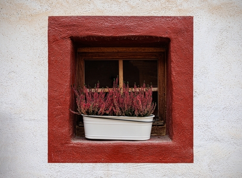 the best plants for a window box - heather