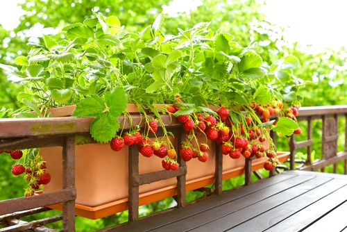 the best plants for a window box - strawberries