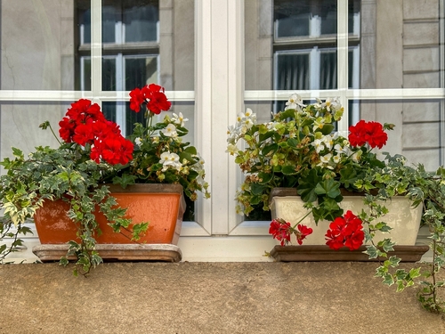 the best plants for a window box - trailing ivy