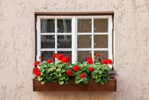 the best plants for a window box geraniums