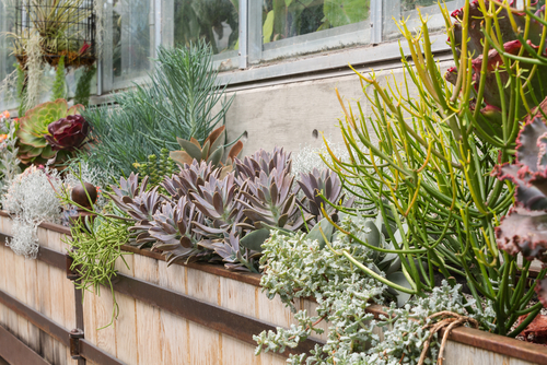the best plants for a window box - succulents