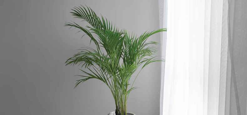 Best plant for conservatories - Arecea