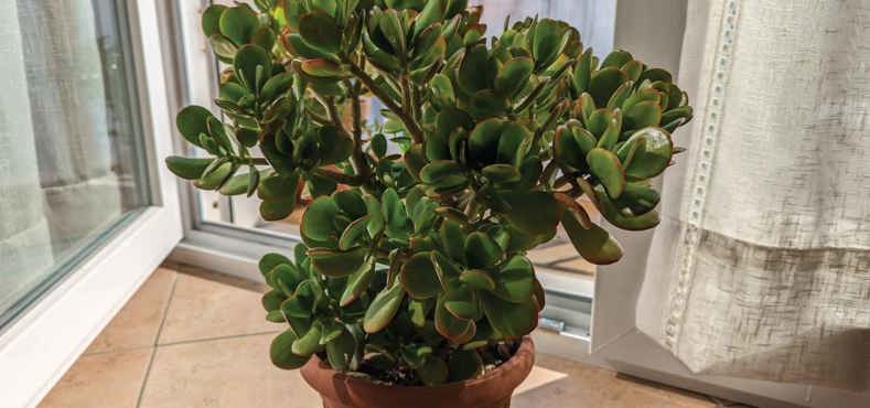 Best plant for conservatories - Jade plant
