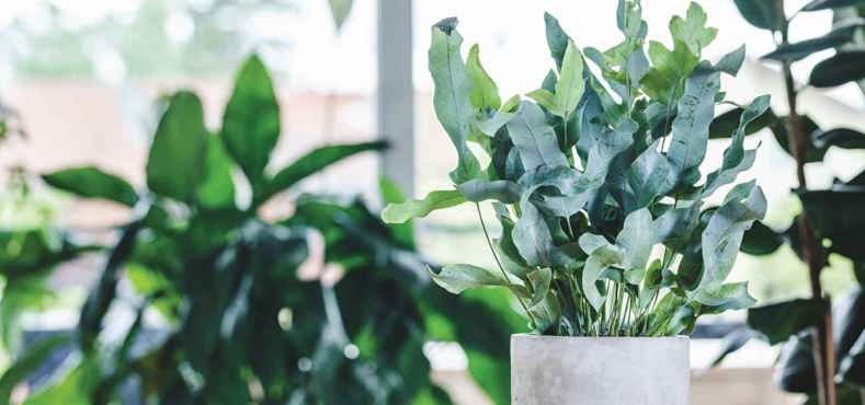Best plant for conservatories - Phlebodium aureum