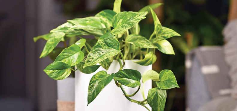 Best plants for conservatories - Pothos (Devil's Ivy)