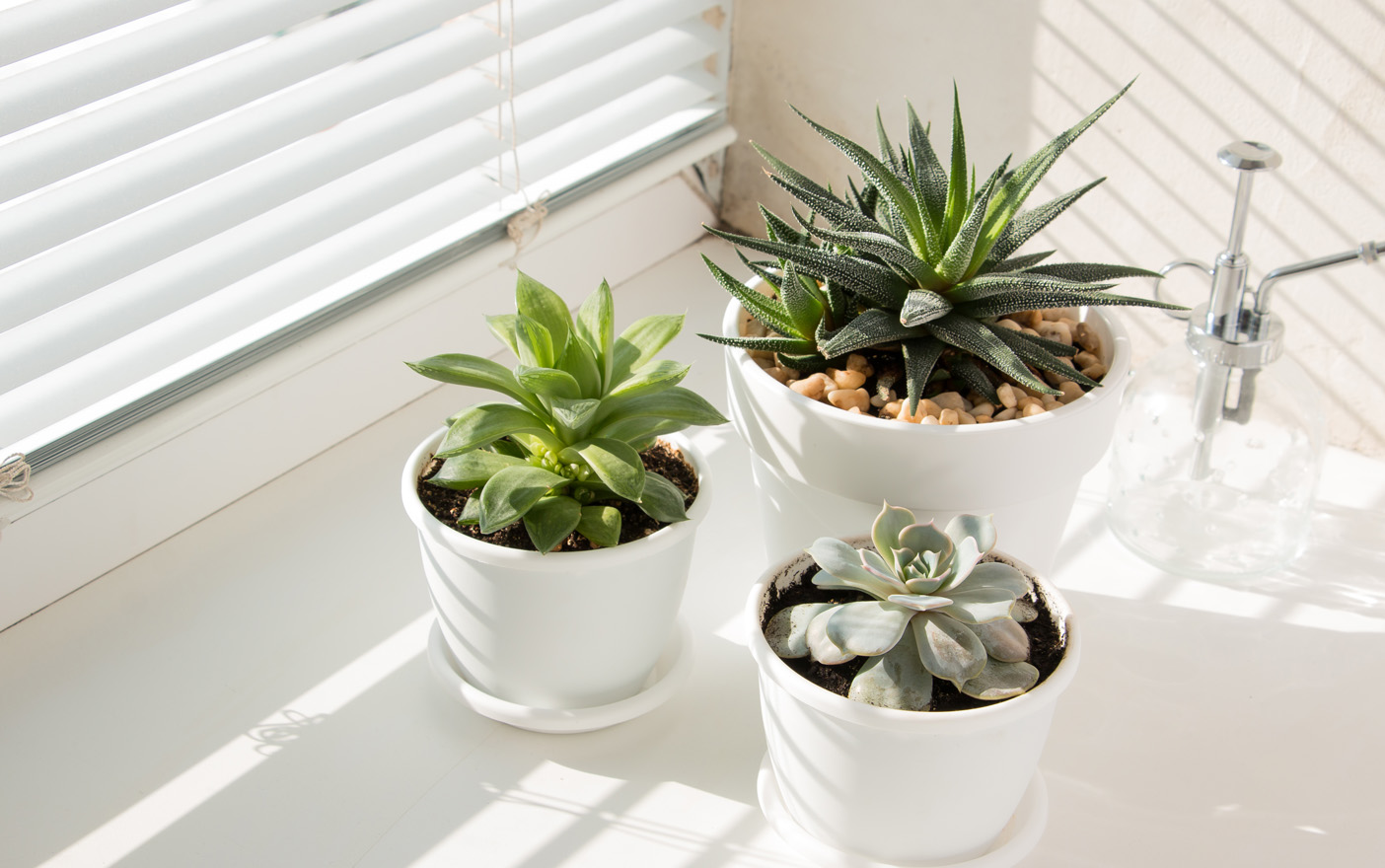 Succulents in white pots on a windowsill