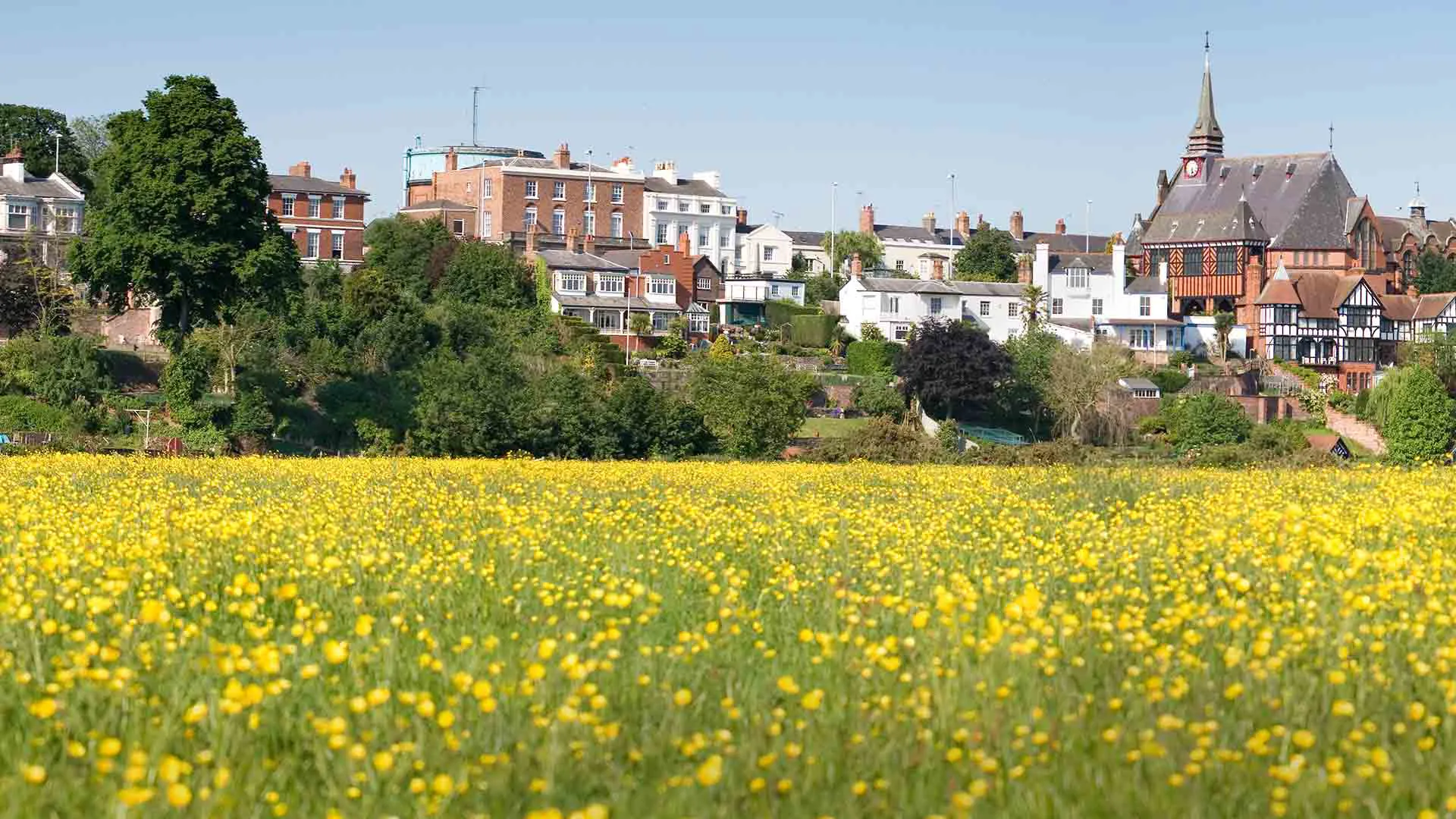 Yellow wildflowers in field with houses in background