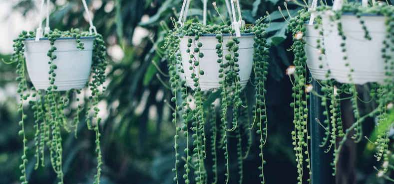 Best plant for conservatories - succulents
