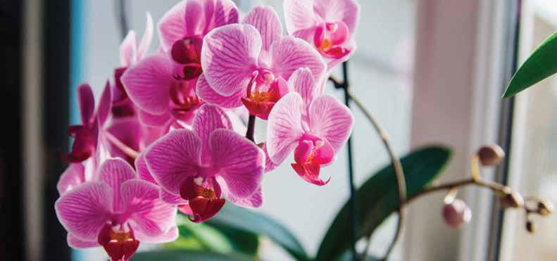 Best plant for conservatories - Orchids