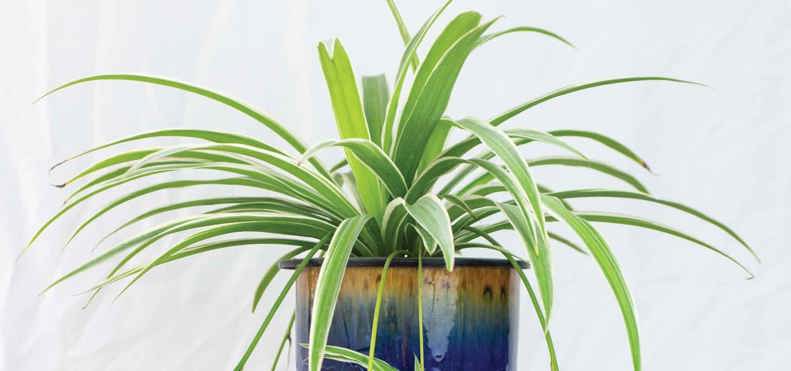 Best plant for conservatories - Spider Plant