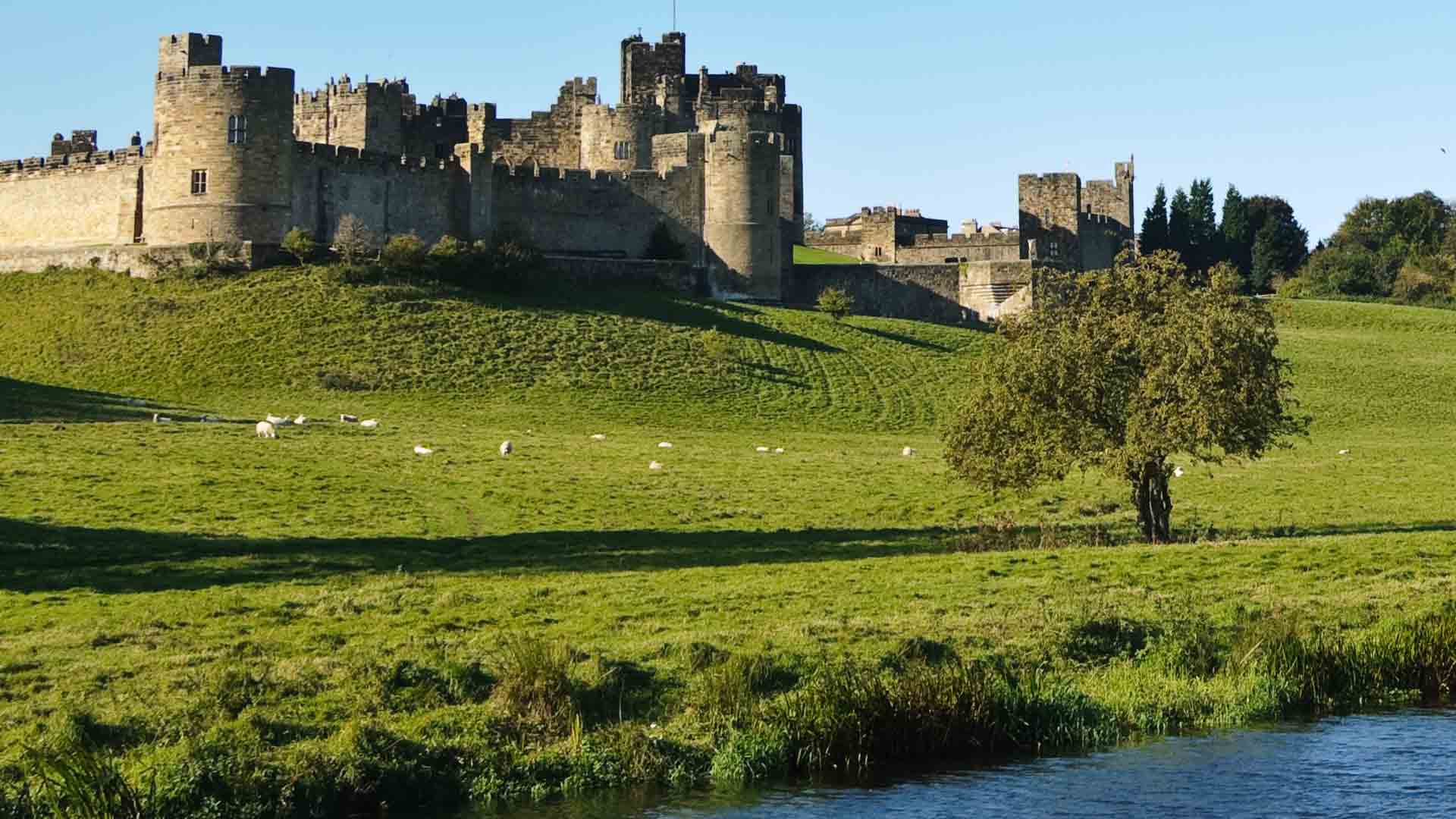 Stone castle on a grassy hill with sheep