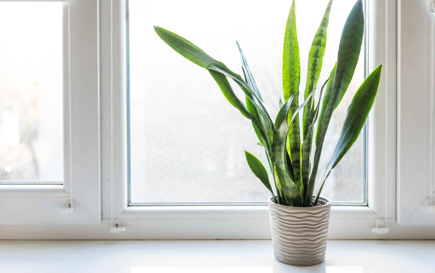 Green snake plant in a light gray pot on a windowsill