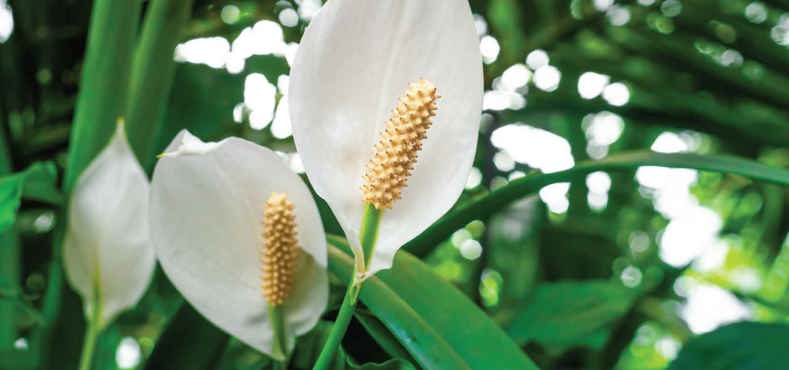 Best plant for conservatories - Peace Lily